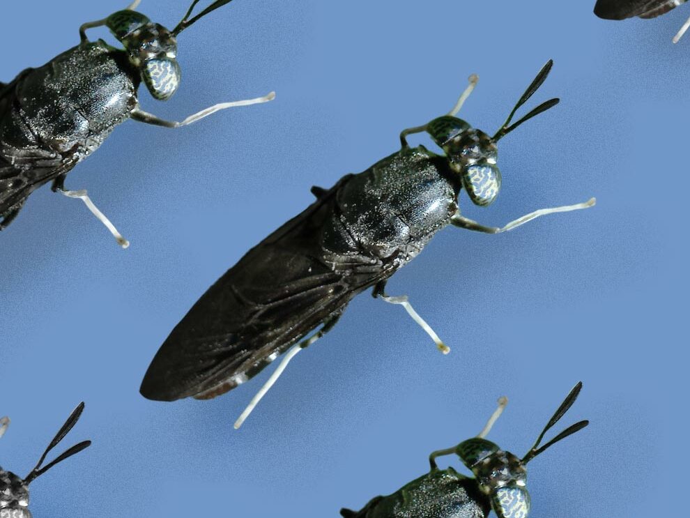 black soldier fly on blue background